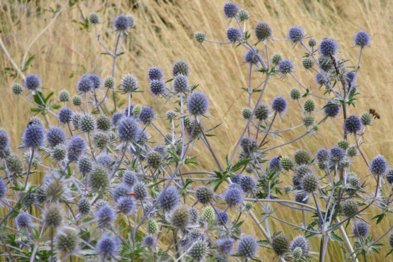 Eryngium x tripartitum (Tripartite Sea Holly)